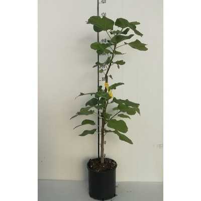 Albero Fico Domenico Tauro - Alberi da frutto Albero Fico Domenico Tauro - Alberi da frutto