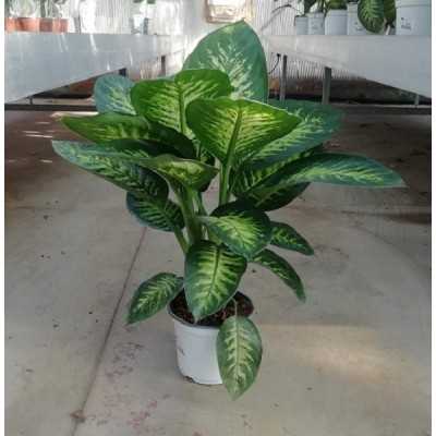 dieffenbachia tropical dieffenbachia tropical