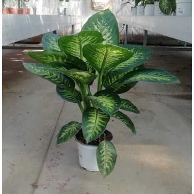 Pianta Dieffenbachia Tropical - Piante da interno