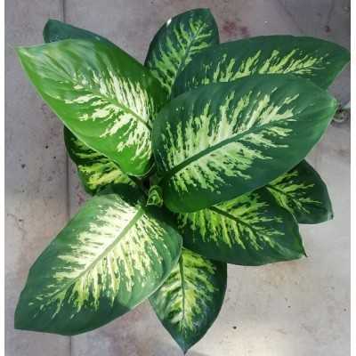 Pianta Dieffenbachia Tropical - Piante da interno