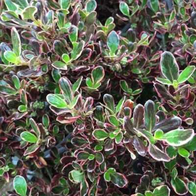 40pz Pianta Coprosma Lucido - Cespugli 40pz Pianta Coprosma Lucido - Cespugli