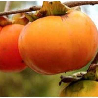 Albero Kaki Tipo - Alberi da frutto