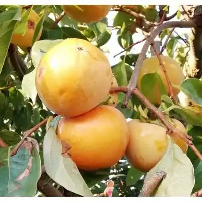 cachi alla vaniglia