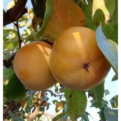 cacomelo albero