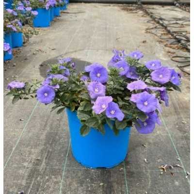 Pianta Convolvolo Mauritanicus Vaso 18cm - Piante da Giardino