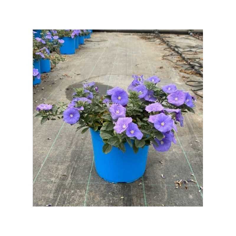 Pianta Convolvolo Mauritanicus Vaso 18cm - Piante da Giardino Pianta Convolvolo Mauritanicus Vaso 18cm - Piante da Giardino