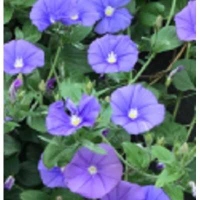 40pz Pianta Convolvulus Mauritanicus - Tappezzanti 40pz Pianta Convolvulus Mauritanicus - Tappezzanti
