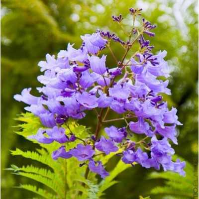 jacaranda mimosifolia prezzo jacaranda mimosifolia prezzo
