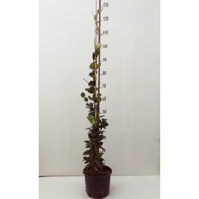 Pianta Rincospermum in Vaso 17cm - Piante Rampicanti