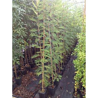 Albero Acacia Retinoides - Astoni Albero Acacia Retinoides - Astoni