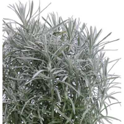 Pianta Helichrysum Vaso7cm - 40Pz - Piante da Ricoltivare