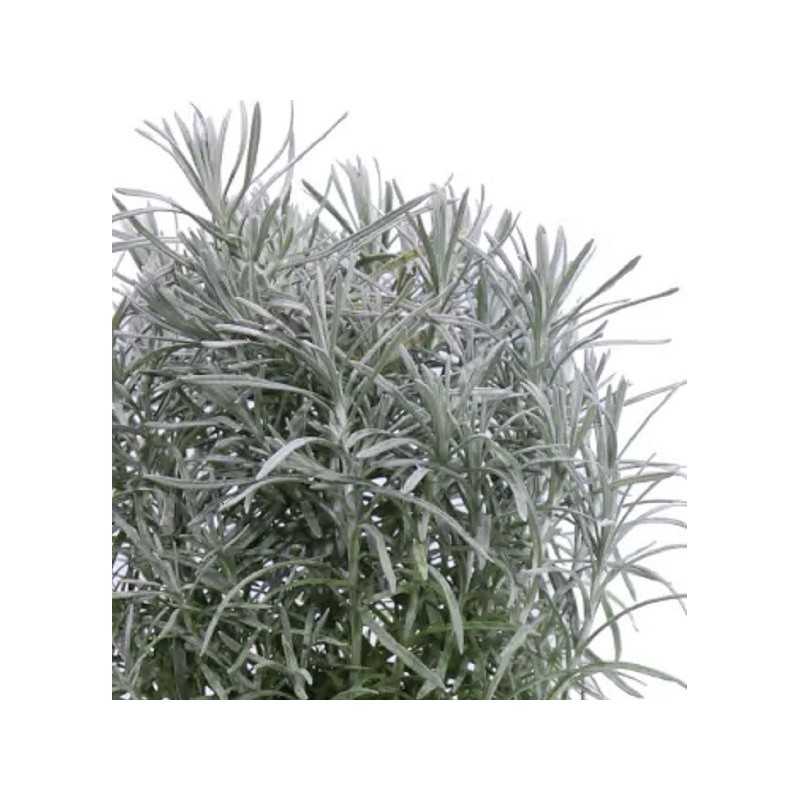 Pianta Helichrysum Vaso7cm - 40Pz - Piante da Ricoltivare