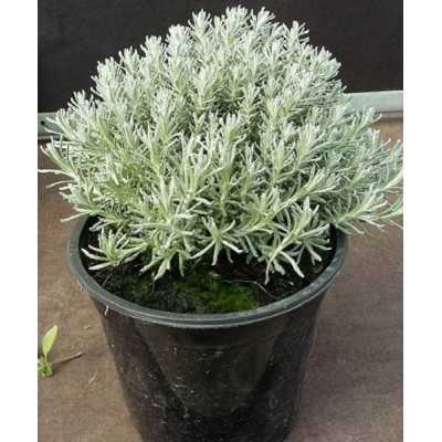 Pianta Helichrysum Vaso14cm - Piante Aromatiche