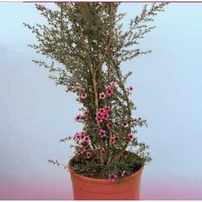 Pianta Leptospermum Scoparium - Cespugli fioriti