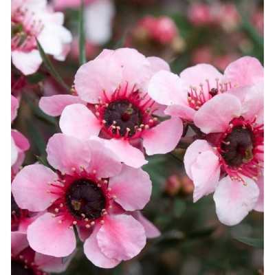 40pz Pianta Leptospermum - Cespugli 40pz Pianta Leptospermum - Cespugli