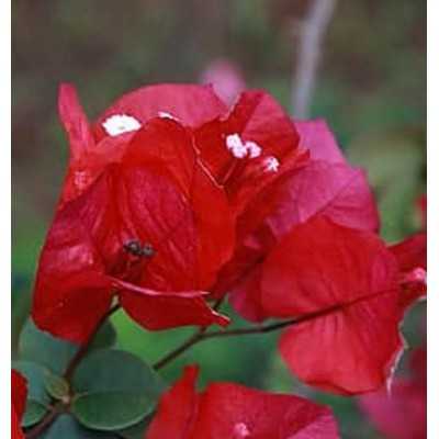 Pianta Bouganville Californiana Rosso Malva Porpora - Piante rampicanti