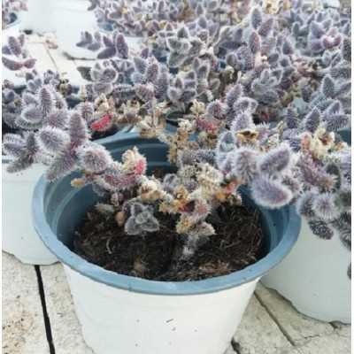 Pianta Delosperma Pruinosum - Piante succulente