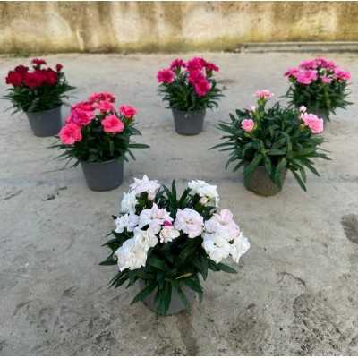 6 Piante Garofanino Vaso 10,5 - Piante Fiorite