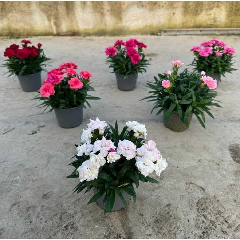6 Piante Garofanino Vaso 10,5 - Piante Fiorite 6 Piante Garofanino Vaso 10,5 - Piante Fiorite