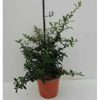 Pianta Piracanta - Siepi da giardino