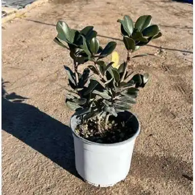 Pianta Raphiolepis - Siepi da giardino