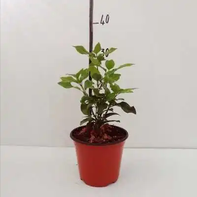 viburnum tino