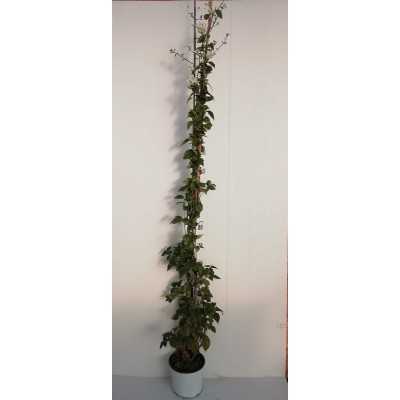 Pianta Bouganvillea Californiana Bianca - Piante rampicanti Pianta Bouganvillea Californiana Bianca - Piante rampicanti