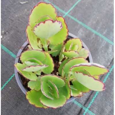 Pianta Kalanchoe Fedtschenkoi - Piante succulente