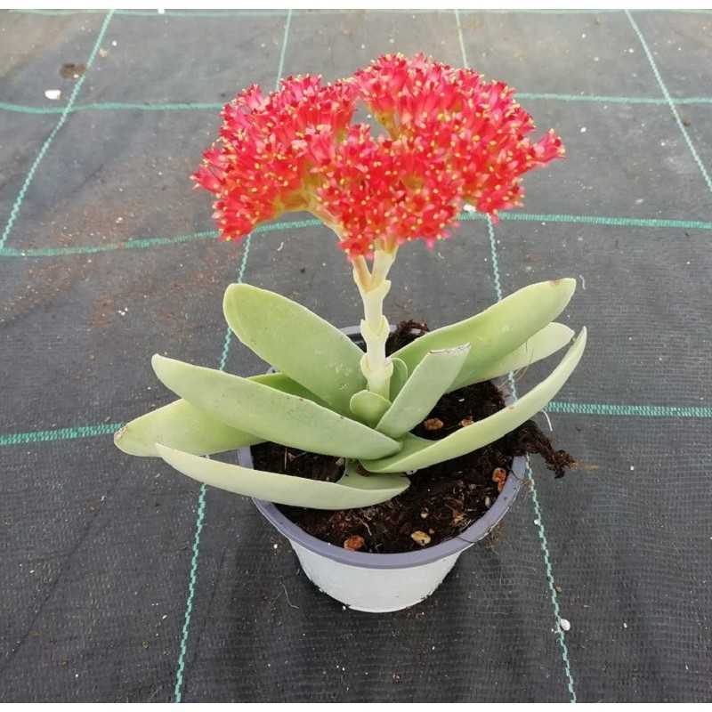 Pianta Crassula Perfoliata - Crassula Falcata Vaso 10cm - Piante Succulente