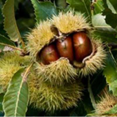 Albero Castagno Marrone - Alberi da frutto