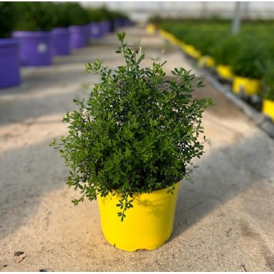 Pianta Cytisus Racemosus - Cespugli fioriti Pianta Cytisus Racemosus - Cespugli fioriti