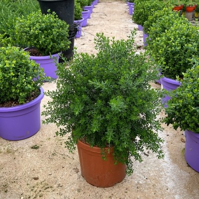 Pianta Cytisus Racemosus - Cespugli fioriti Pianta Cytisus Racemosus - Cespugli fioriti