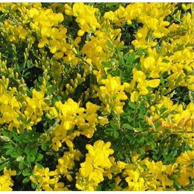 cytisus racemosus cytisus racemosus