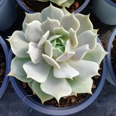 Pianta Echeveria Derenceana Lola - Piante grasse e succulente