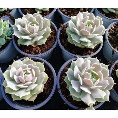 Pianta Echeveria Derenceana Lola - Piante grasse e succulente