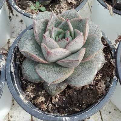 Pianta Echeveria Purpusorum - Piante succulente