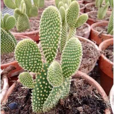 Pianta Opuntia Microdasys var. Pallida in Vaso in Coccio - Piante grasse e succulente
