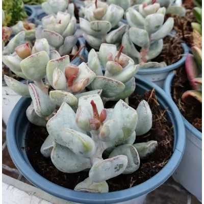 Pianta Adromischus Triflorus Spatulatus - Piante succulente