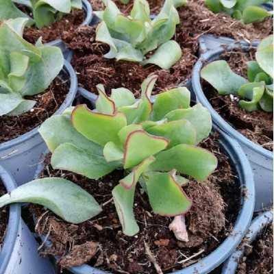 Pianta Crassula Arborescens Undulatifolia - Piante succulente