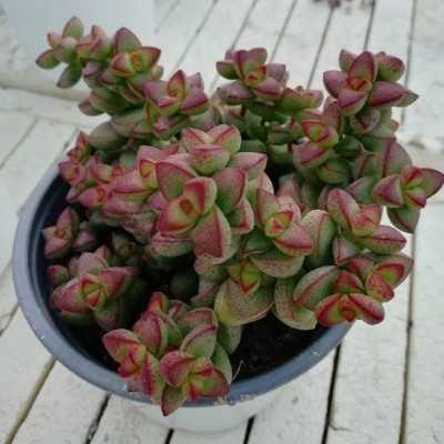 Pianta crassula cv. tom thumb - Piante grasse e succulente