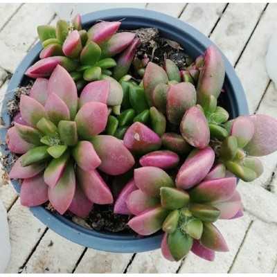 Pianta Anacampseros Rufescens Variegato - Piante grasse e succulente