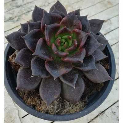Pianta Echeveria Black Prince in Vaso 10cm - Piante Succulente