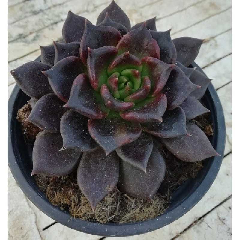 Pianta Echeveria Black Prince in Vaso 10cm - Piante Succulente Pianta Echeveria Black Prince in Vaso 10cm - Piante Succulente