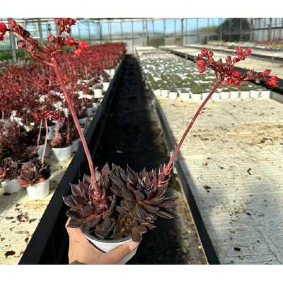 Pianta Echeveria Black Prince - Piante grasse e succulente