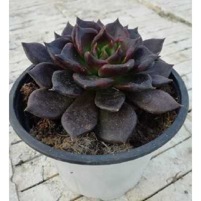 Pianta Echeveria Black Prince - Piante grasse e succulente