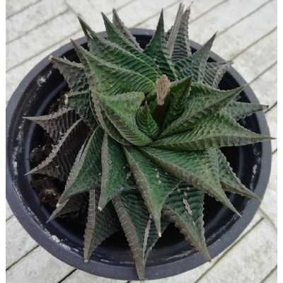 Pianta Haworthia Limifolia Spiralis - Piante succulente