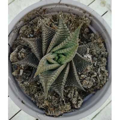 Pianta Haworthia Limifolia Spiralis - Piante succulente