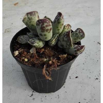 Pianta Adromischus Cooperi - Piante succulente