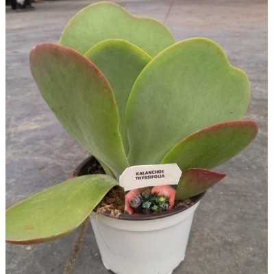 Pianta Kalanchoe Thyrsifolia - Piante succulente