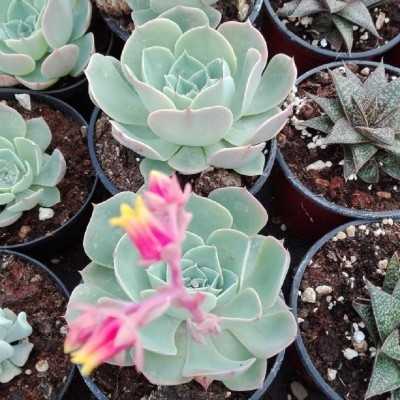 Pianta Echeveria Subsessilis - Piante succulente